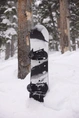 BURTON FAMILY TREE ALEKESAM CAMBER SNB